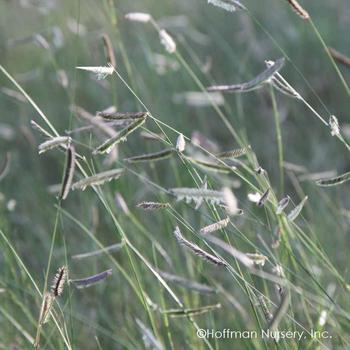 Bouteloua gracilis - Blue Grama Grass Bouteloua gracilis - Blue Grama Grass
