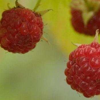 Rubus idaeus 'Caroline' - Caroline Raspberry