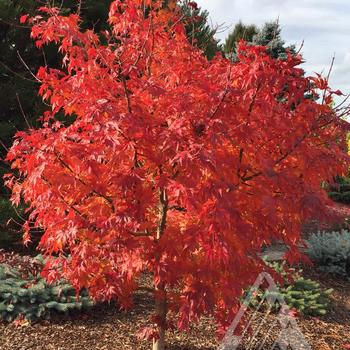 Acer x pseudosieboldianum 'IsFinFr' - Pacific Rim® 'Final Fire®' Maple