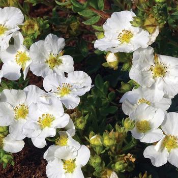Potentilla fruticosa 'Hachbianca' - Bella Bianca&reg; Potentilla