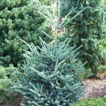 Picea orientalis 'Wells Deer Run' - Wells Deer Run Oriental Spruce