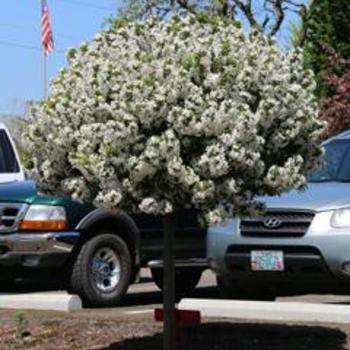 Malus 'JFS-KW207' - Sparkling Sprite® Crabapple