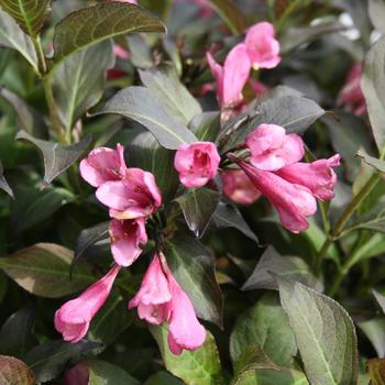 Weigela florida 'Dark Horse' - Dark Horse Weigela