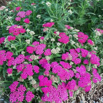 Achillea millefolium 'New Vintage™ Violet' - New Vintage Violet Yarrow