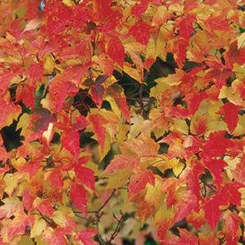 Acer ginnala 'Bailey Compact' - Bailey Compact Amur Maple