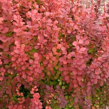 Berberis thunbergii 'Orange Rocket' - Orange Rocket Barberry