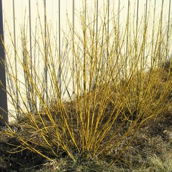 Cornus sericea 'Flaviramea' - Yellowtwig Dogwood