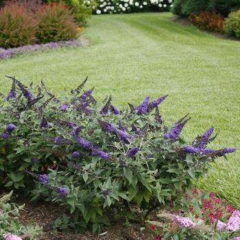 Buddleia davidii 'SMNBDBT' - Pugster Blue® Butterfly Bush