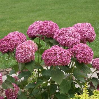 Hydrangea arborescens 'NCHA7' - Invincibelle Mini Mauvette® Hydrangea