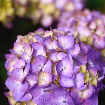 Hydrangea macrophylla 'PIIHM-II' - Bloomstruck® Hydrangea