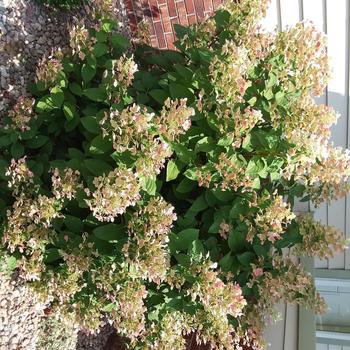 Hydrangea paniculata 'Bulk' - Quick Fire® Hydrangea