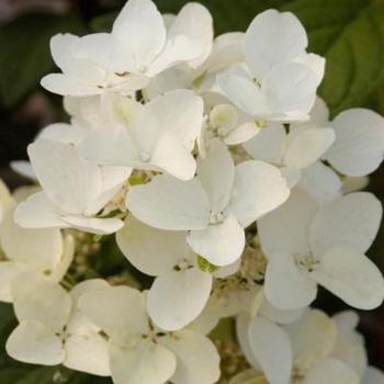 Hydrangea paniculata 'HYPMAD I' - White Diamonds® Hydrangea