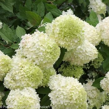 Hydrangea paniculata 'Limelight' - Limelight Hydrangea