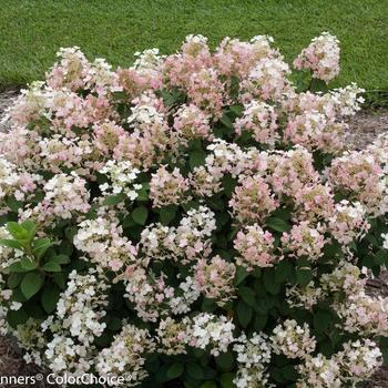Hydrangea paniculata 'SMHPLQF' - Little Quickfire® Hydrangea