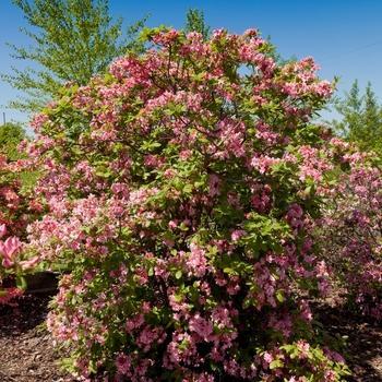 Rhododendron 'UMNAZ 493' - Electric Lights­™ Double Pink Azalea