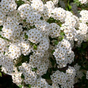 Spiraea x vanhouttei 'Renaissance' - Renaissance Spirea