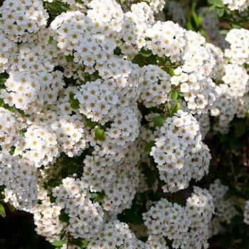 Spiraea x vanhouttei 'Renaissance' - Renaissance Spirea