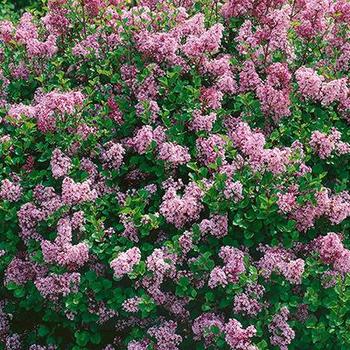 Syringa meyeri 'Palibin' - Palibin Lilac