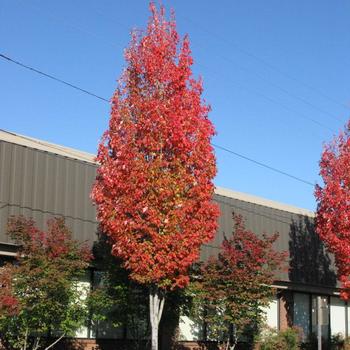 Acer rubrum 'Bowhall' - Bowhall Maple