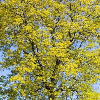 Gleditsia triacanthos 'Suncole' - Sunburst® Honeylocust