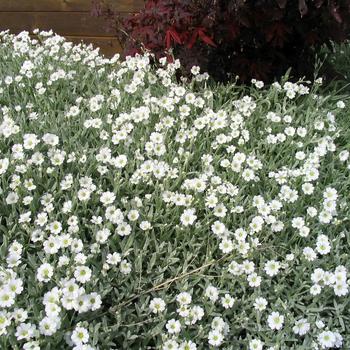 Cerastium tomentosum - Snow-in-the-Summer