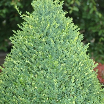Buxus 'Green Mountain' - Green Mountain Boxwood