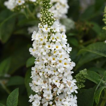 Buddleia davidii 'Chrysalis White' - Chrysalis™ White Butterfly Bush