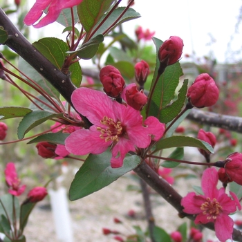 Malus 'Purple Prince' - Purple Prince Crabapple 