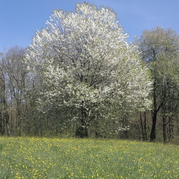 Prunus serotina - Black Cherry