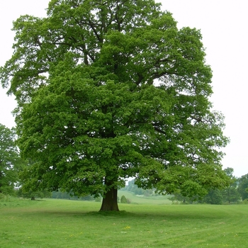 Quercus robur - English Oak