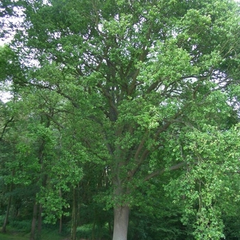 Quercus x macdaniellii 'Clemons' - Heritage® Oak