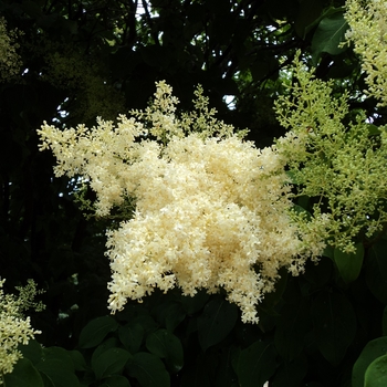 Syringa reticulata 'Ivory Silk' - Ivory Silk® Japanese Tree Lilac