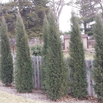 Juniperus virginiana 'Taylor' - Taylor Juniper