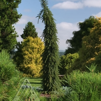 Picea omorika 'Pendula Bruns' - Weeping Serbian Spruce