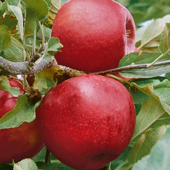 Malus 'Empire' - Empire Apple