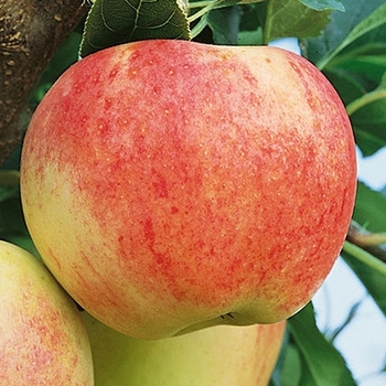 Malus 'Royal Gala' - Royal Gala Apple