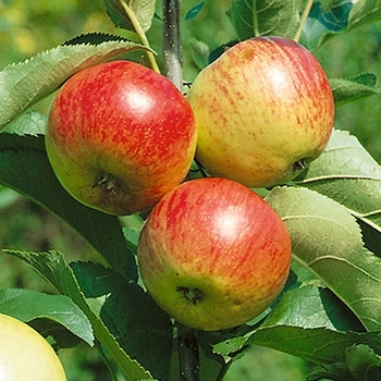 Malus 'Liberty' - Liberty Apple