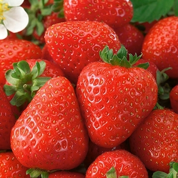 Fragaria x ananassa 'Honeoye' - Honeoyo Strawberry