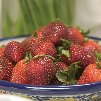 Fragaria x ananassa 'Fort Laramie' - Fort Laramie Strawberry