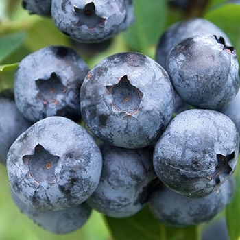 Vaccinium corymbosum 'Bluecrop' - Bluecrop Blueberry