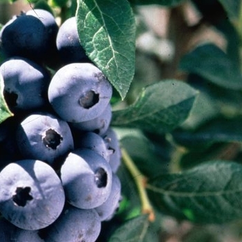 Vaccinium 'Chippewa' - Chippewa Blueberry