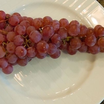 Vitis 'Canadice' - Canadice Seedless Grape