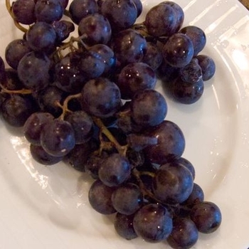 Vitis 'Concord' - Concord Seedless Grape