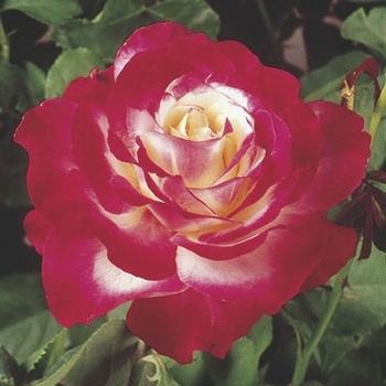 Rosa 'ANDeli' - Double Delight Tea Rose