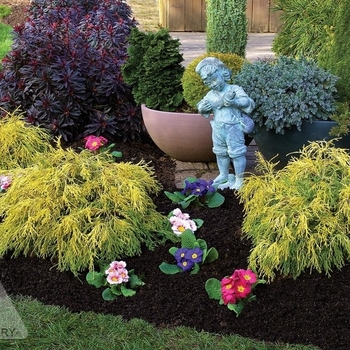 Chamaecyparis pisifera 'Golden Mop' - Golden Mop Hinoki