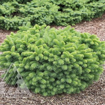 Picea abies 'Calvary' - Calvary Norway Spruce