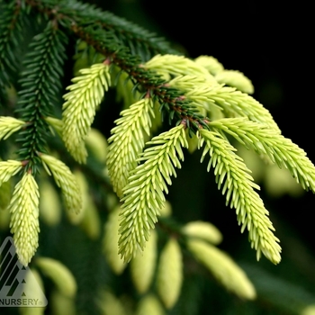 Picea orientalis 'Aureospicata' - Golden Oriental Spruce