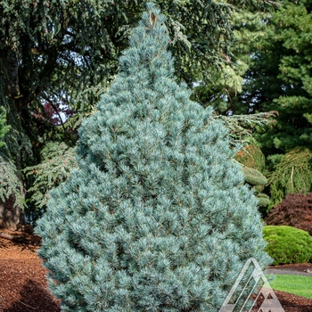 Pinus peuce 'Pacific Blue' - Macedonian Pine