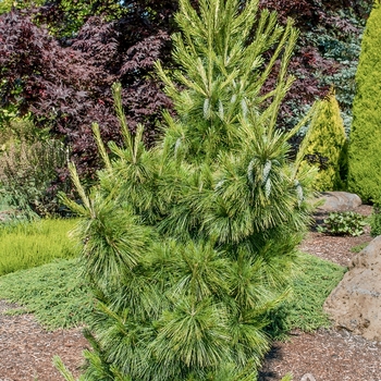 Pinus x schwerinii 'Wiethorst' - Wiethorst Pine