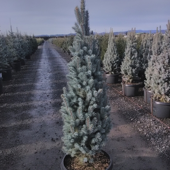 Picea pungens 'Blue Totem' - Blue Totem Blue Spruce